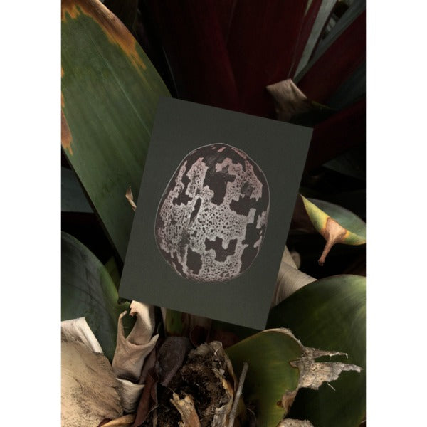 Postcard - Seeds, set of 5