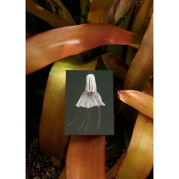 Postcard - Seeds, set of 5