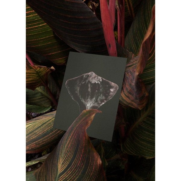 Postcard - Seeds, set of 5